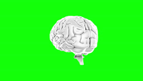 Cerebro-Girando-Sobre-Fondo-De-Pantalla-Verde