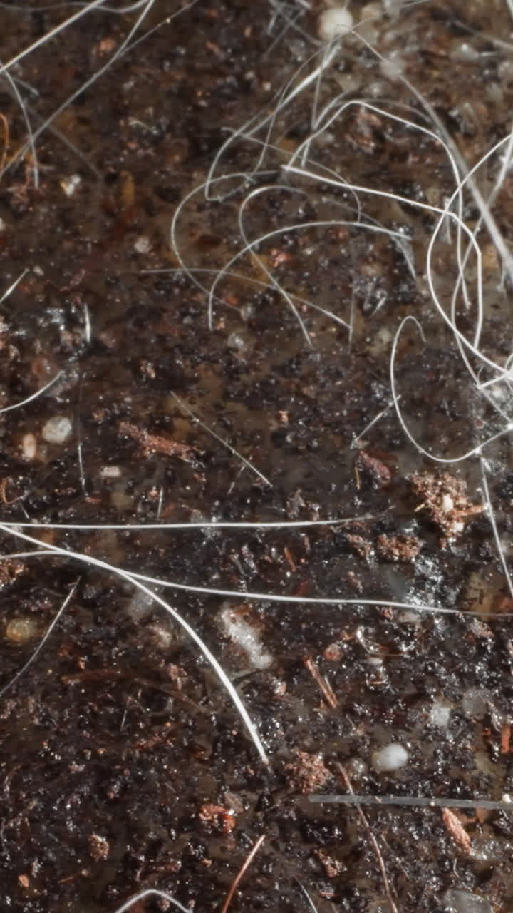 Wet land by sea. Small pebbles carried to surface by water. Mold covers moist soil and sand with water-loving plants near natural body of water