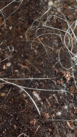 wet land by sea. small pebbles carried to surface by water. mold covers moist soil and sand with water-loving plants near natural body of water