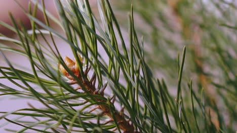 young-branch-of-coniferous-tree-in-summer-forest-close-view