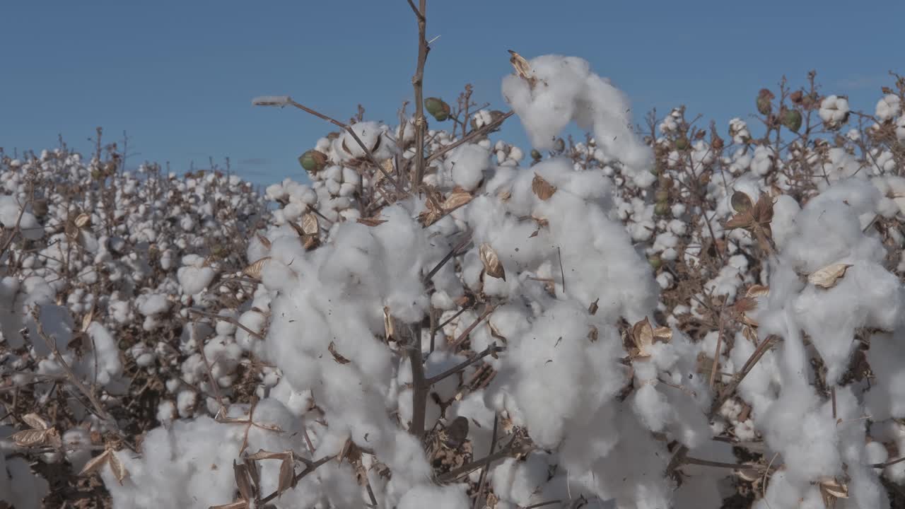 cogollos de algodón crudo meciéndose en el viento en una plantación de algodón lista para la cosecha