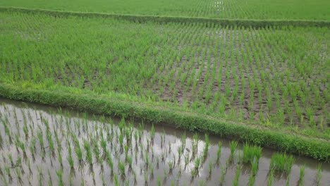 orbit shot of a bird ardeidae searching for food on the middle of rice field
