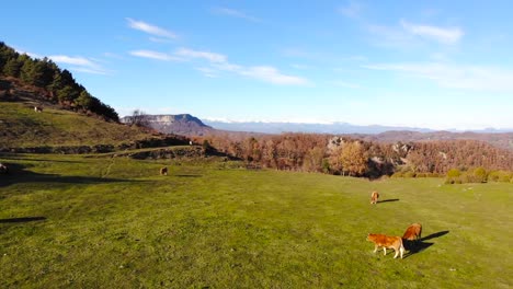 Antena:-Sobrevolando-Prados-Con-Algunas-Vacas-Debajo-Y-Los-Pirineos-Nevados-Al-Fondo