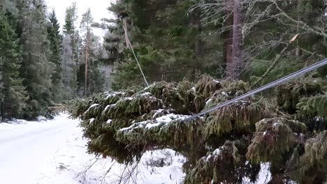 Wintersturm-Verursacht-Probleme-Mit-Elektrischen-Kabeln,-Umgestürzter-Baum,-Der-über-Stromleitungen-Hängt