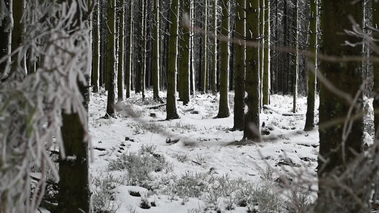 Dolly ud slowmotion optagelse af fyrretræsgrene i et snedækket og frossent vinterlandskab.