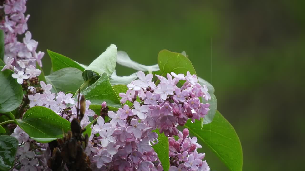 Lilac flower under the rain and wind, representing the beauty of the nature and freshness of the raindrops