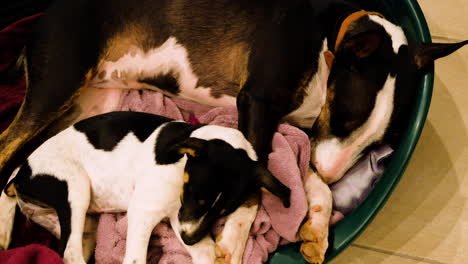 fox terrier puppy and bull terrier cuddling together during a nap