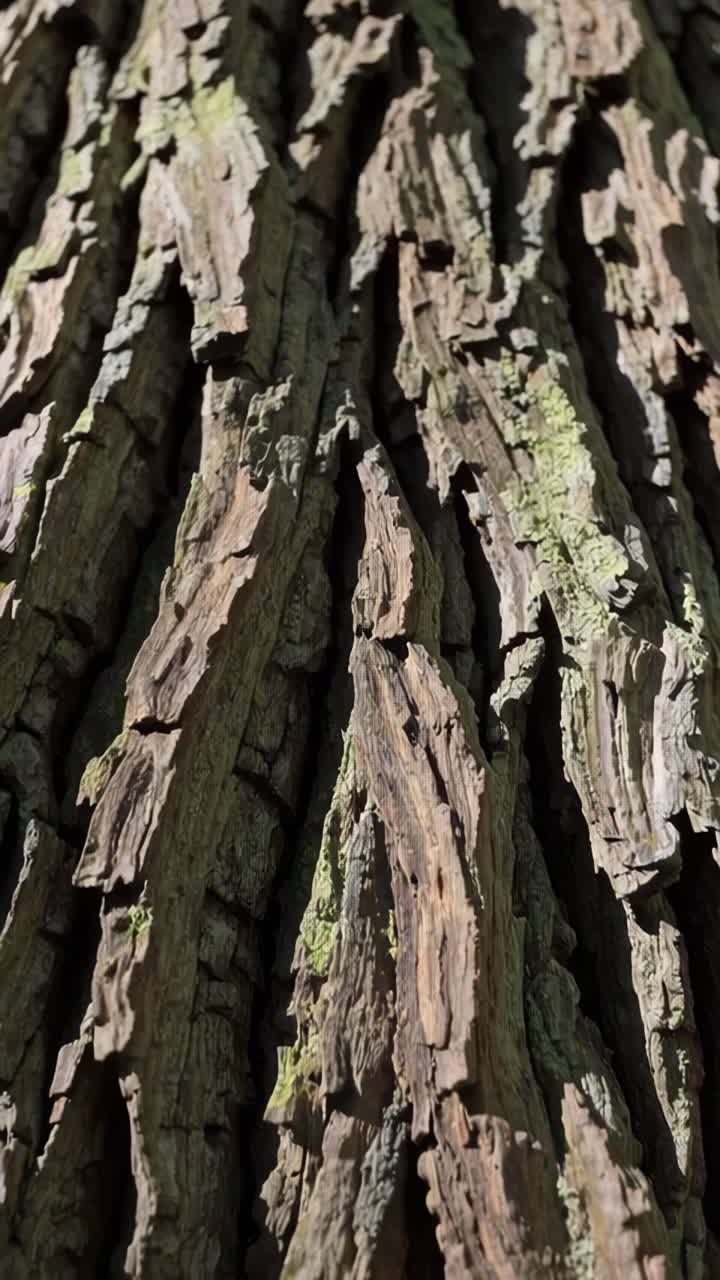 Close-up view of tree bark