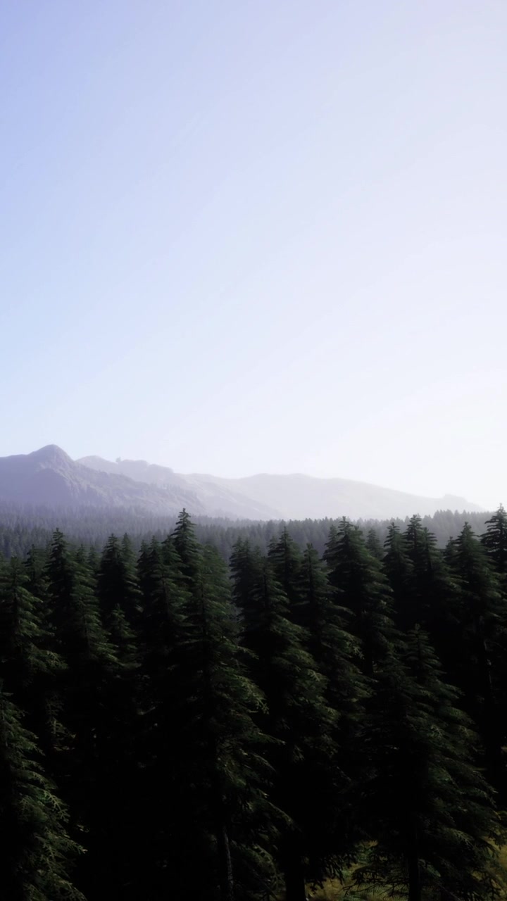 Forest view with mountains in the distance during a clear day in nature