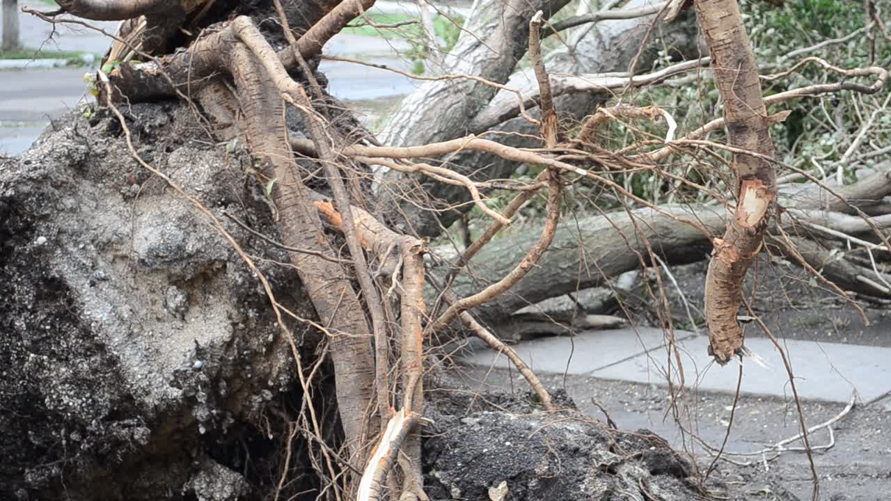Earth and roots of a tree. The tumbled-down tree