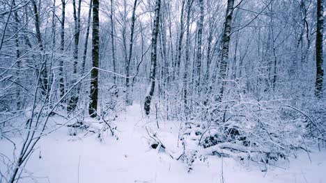 Verschneite-Zweige-Im-Wald.