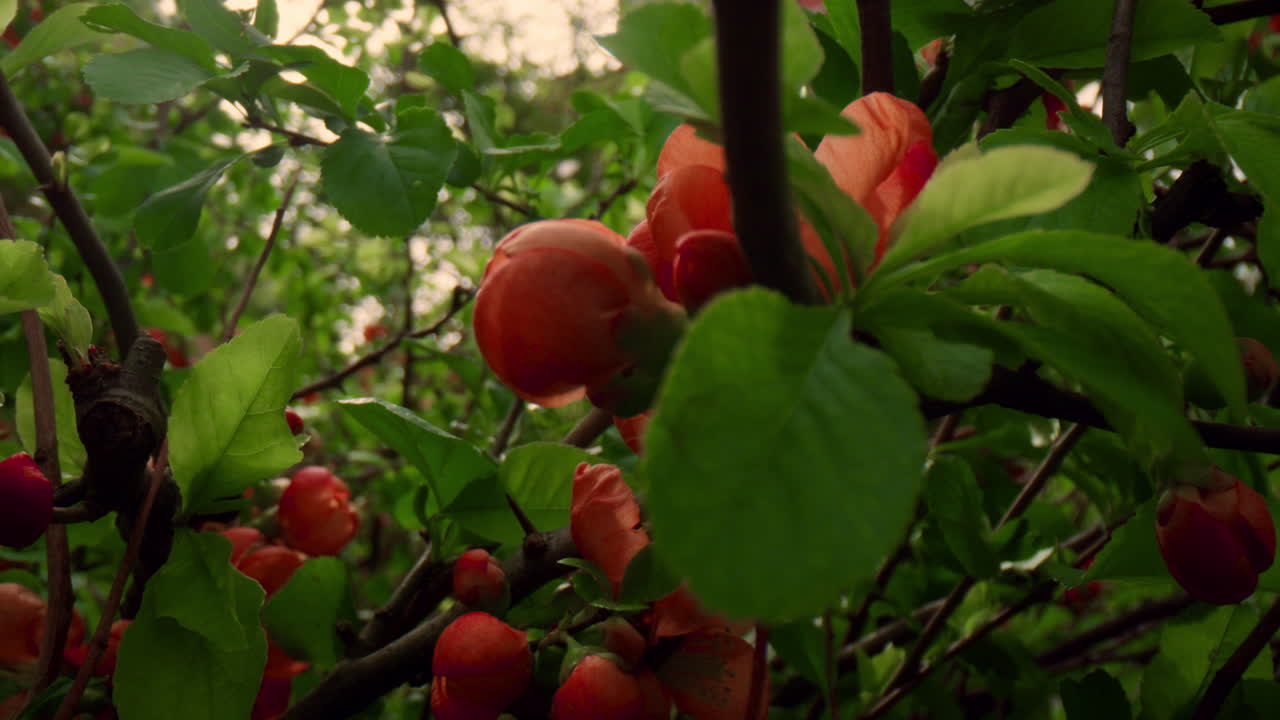 따뜻한 날에 초록색 잎 사이에서 꽃이 피는 나무 꽃. 명상적인 꽃 장면.