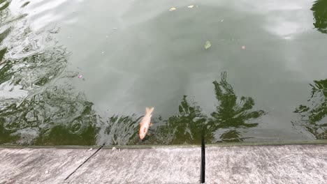 a dead koi fish floating in water