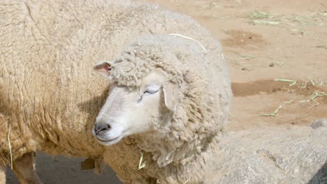 Erwachsenes-Schaf-Steht-Draußen-Auf-Dem-Bauernhof-Im-Dreck---Nahaufnahme