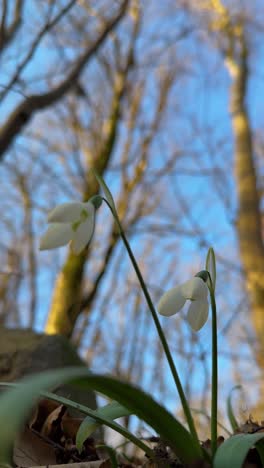snowdrop flower iran winter landscape nature forest beauty blossom botanical delicate ecosystem environment garden growth habitat natural outdoors petals seasonal spring sunlight white wildflower tree