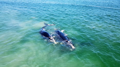 southern right whale males try to position themselves to mate with female, drone