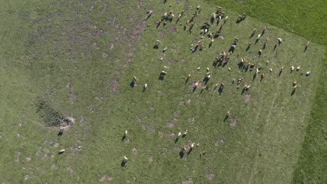 overhead aerial 4k shot of a herd of cows standing on a square-shaped field in the middle of a grassy plain in dolní morava, czech republic and grazing