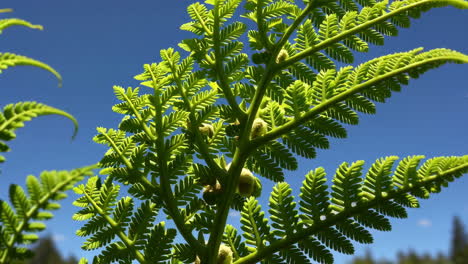 close-up of a fern frond