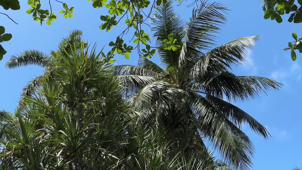 Upward view of bright sunlight filtering through a dense canopy of broad green leaves with patches of blue sky visible