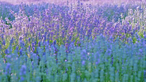 perspectiva personal de la vista de caminar en un campo con plantas de lavanda al amanecer.