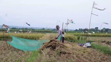 La-Forma-Tradicional-De-Trillar-Arroz-En-Cirebon,-Java-Occidental,-Indonesia