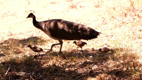 Pavo-Real-Caminando-Por-El-Suelo-Con-Peachicks-Siguiendo