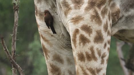 un primer plano de las piernas de una jirafa muestra a un pájaro pico de buey preparándose en la lluvia africana