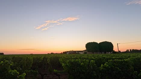 vista de la puesta de sol sobre los viñedos exuberantes