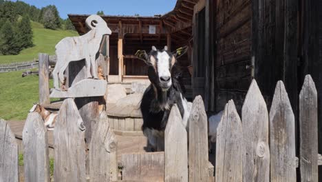 little goats in their own natural habitat near a wooden fence