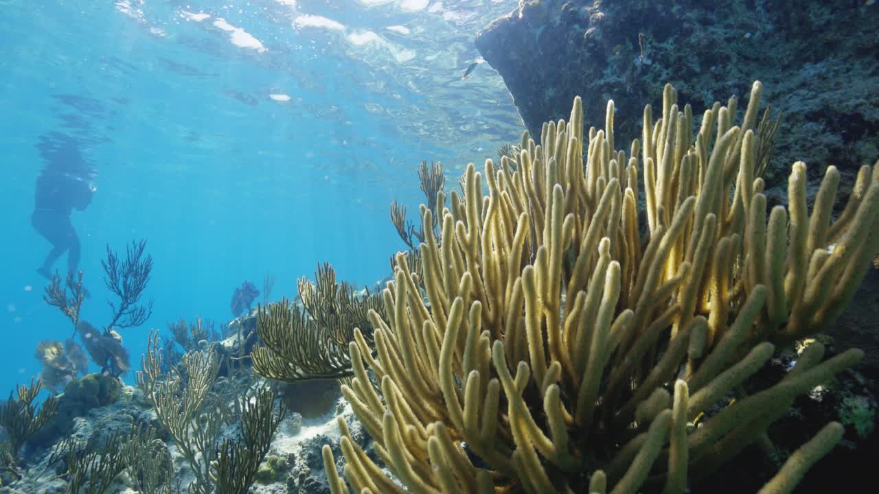 Scena di barriera corallina sottomarina con coralli molli e pesci in acque oceaniche tropicali limpide