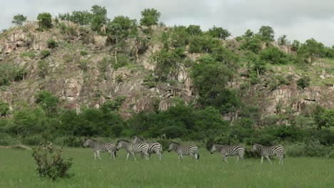 a herd of zebra moving through the grassland with a cliff as background, savuti botswana.