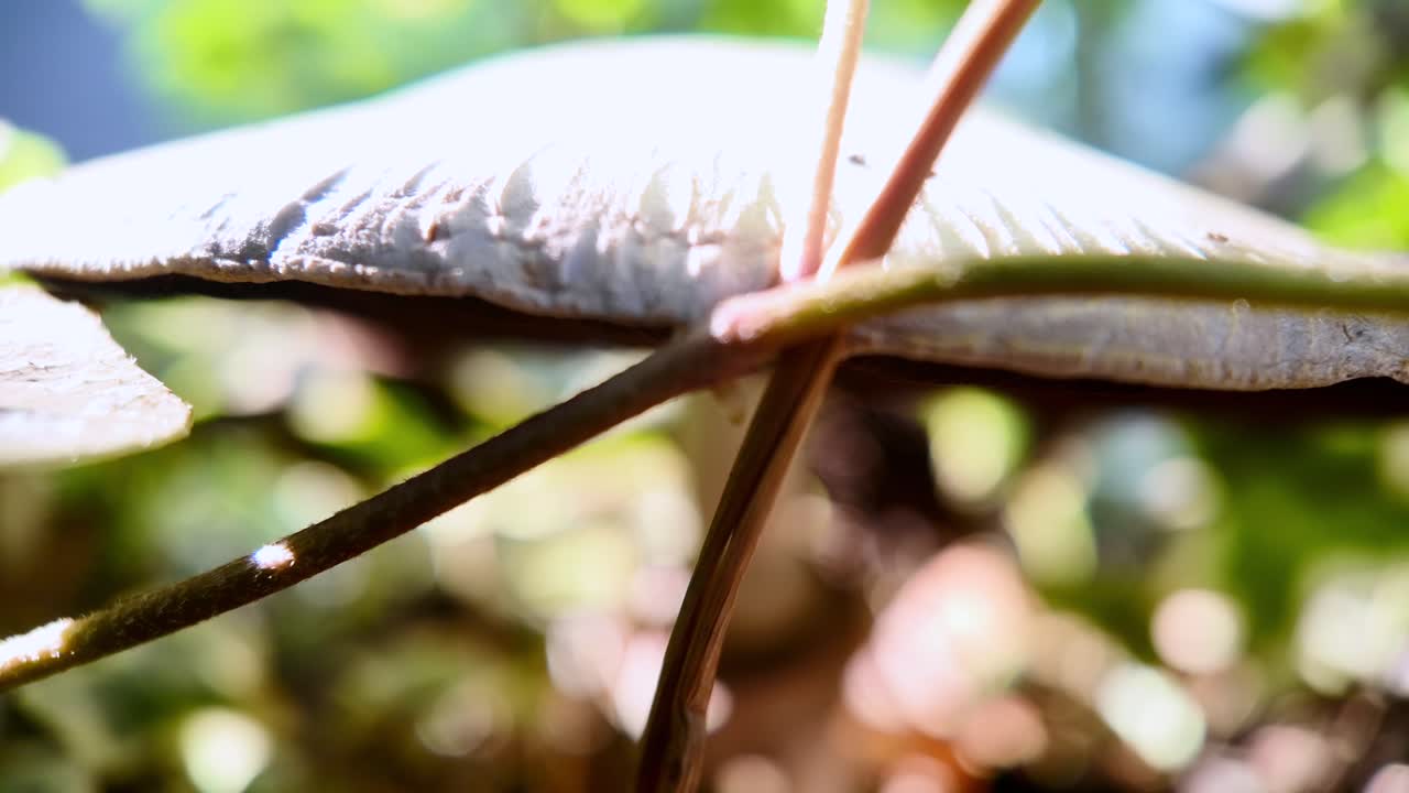 버섯 은 비가 내린 후 에 아이비 로 인 나무 숲 에서 자란다
