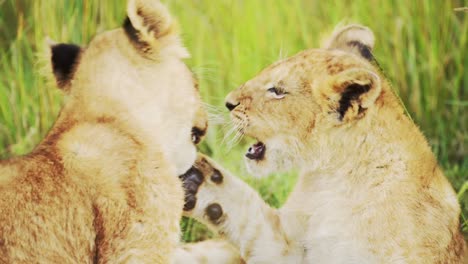 Lion-Cubs-Playing-in-Africa,-Funny-Baby-Animals-of-Cute-Young-Lions-in-Grass-on-African-Wildlife-Safari-in-Maasai-Mara,-Kenya-in-Masai-Mara-National-Reserve-Green-Grasses