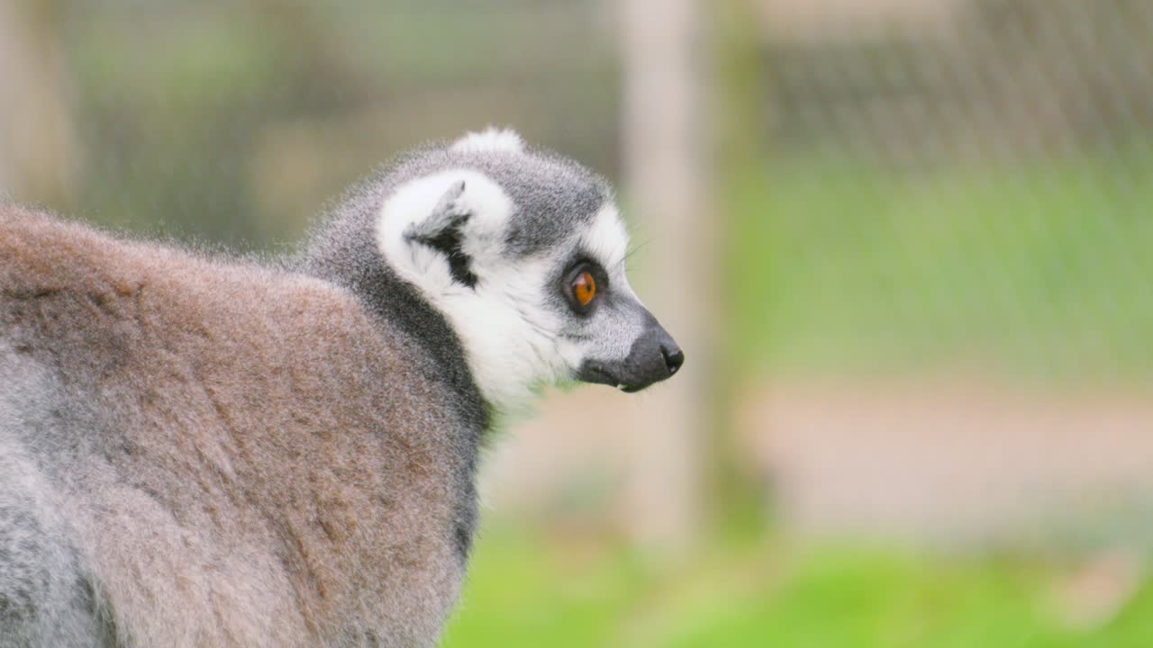 Vista de perfil de Lémur atento a perigos potenciais com os olhos arregalados. Perfeito para documentários de vida selvagem, comportamento animal, destacando espécies ameaçadas e perda de habitat.