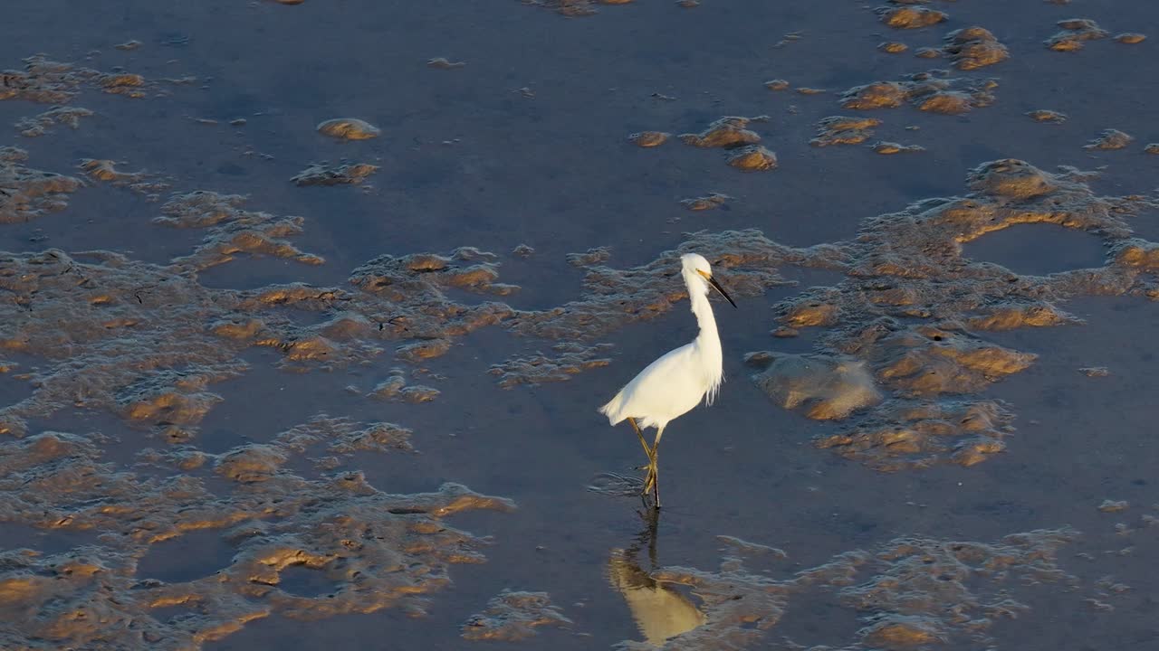 A Great Egret wades through shallow waters in Port Douglas, Australia, searching for prey. Natural lighting highlights its white feathers