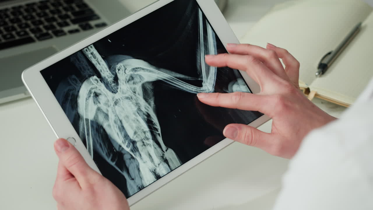 Doctor reviewing spine x-ray on tablet