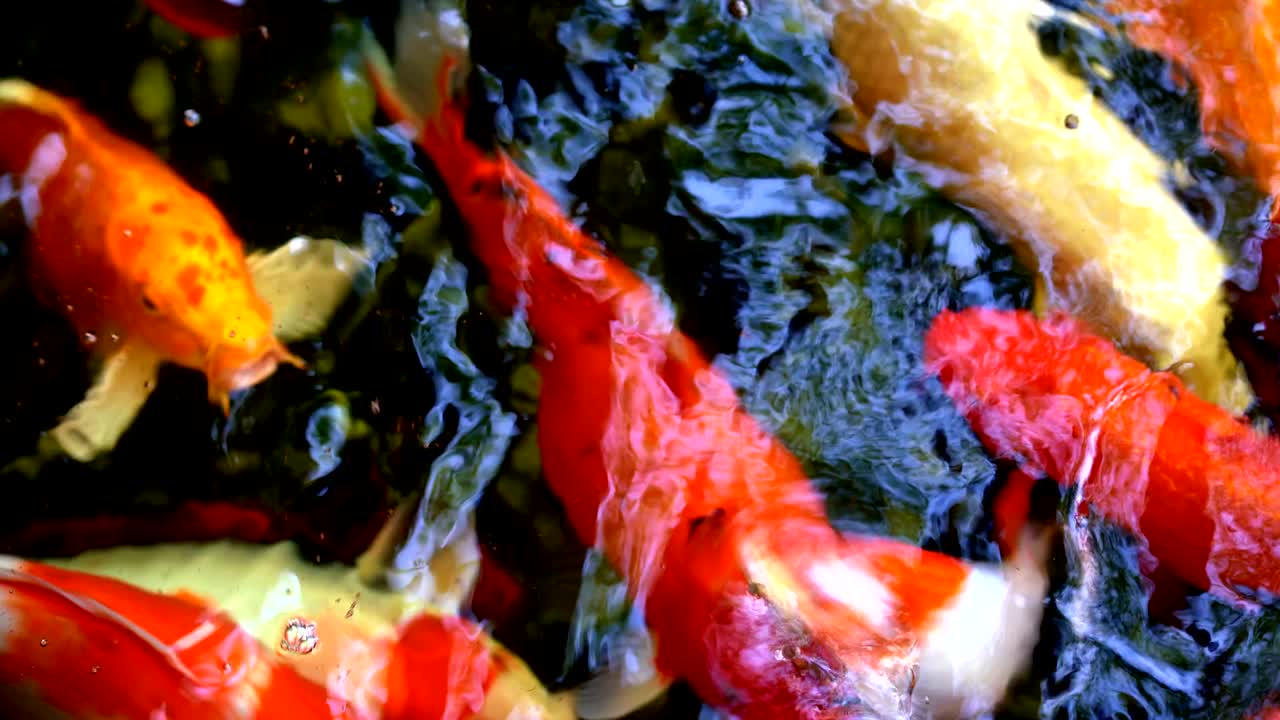 pescado koi o carpa amur pescado nadando en el estanque. es más específicamente nishikigoi y variedades coloreadas de carpa al aire libre en el estanche y el jardín de agua.