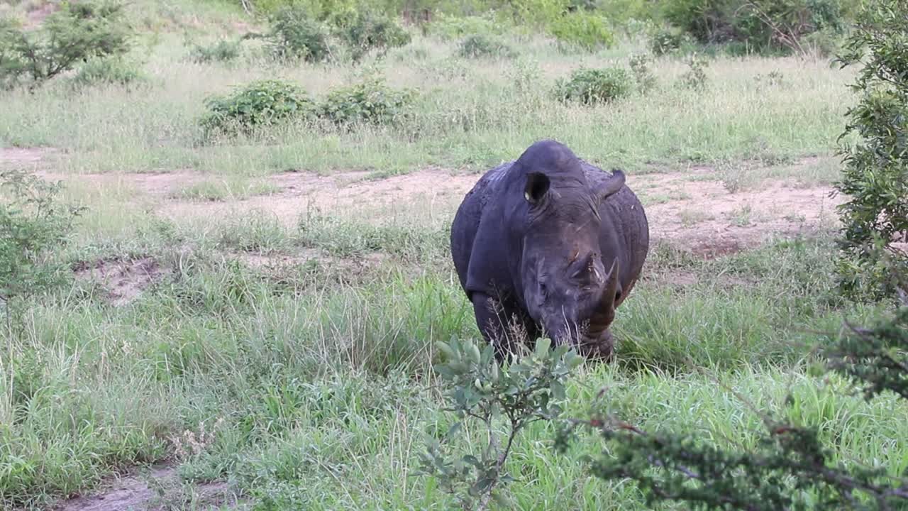남아프리카 공화국의 잔디 사비 샌즈 게임 리저브에 서있는 흰 코뿔소