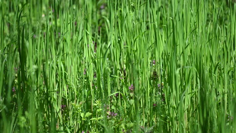 Sonniger-Graszusammenfassungshintergrund-Frühling-Und-Wind