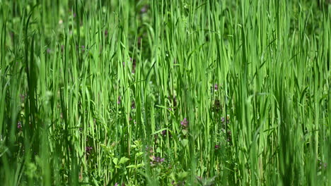 sunny grass abstract background spring and wind