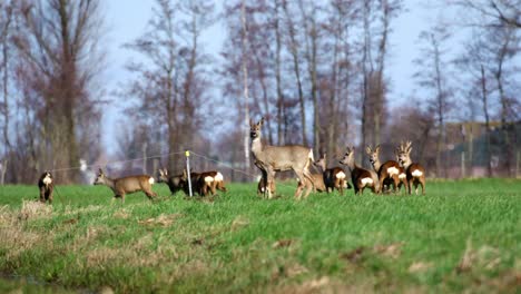 roe deer herd in a meadow