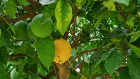 Close-up-shot-of-a-bright-yellow-lemon-growing-on-a-lush-green-tree-next-to-some-lemons-that-are-not-ripe-yet