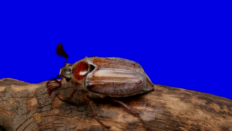 beetle on a blue screen 2