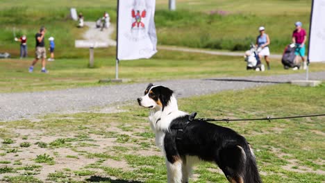 a dog watches people walking in piedmont, italy