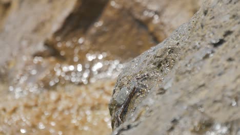 crabs sit on the stone at the beach with rolling waves.