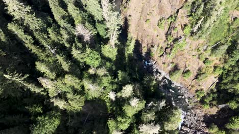 Looking-down-upon-tall-evergreen-trees-on-a-winding-creek-in-a-deep-forest-canyon,-aerial