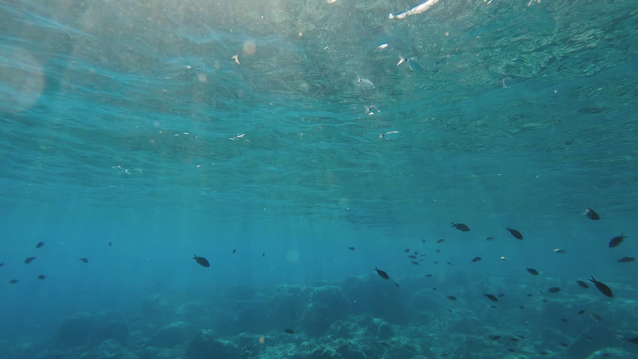 la luz del sol entra bajo el agua mientras los peces plateados y negros nadan en el mar en chipre