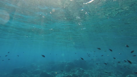 Sonnenlicht-Kommt-Unter-Wasser-Durch,-Während-Silberne-Und-Schwarze-Fische-Im-Meer-Auf-Zypern-Herumschwimmen