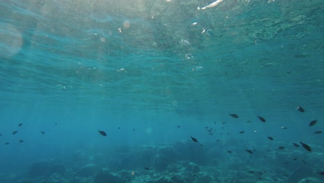 sunlight coming through underwater while silver and black fish are swimming around in the sea in cyprus