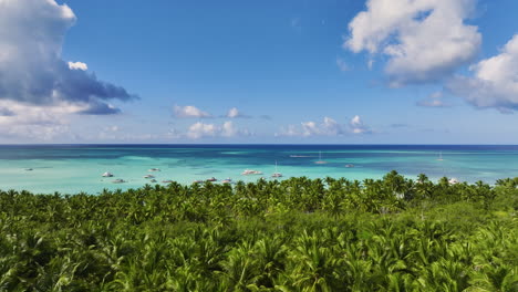 lush palm trees on the shore of saona island in the dominican republic